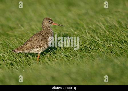 Gemeinsamen Rotschenkel (Tringa Totanus), auf dem Rasen, Texel, Niederlande, Europa Stockfoto