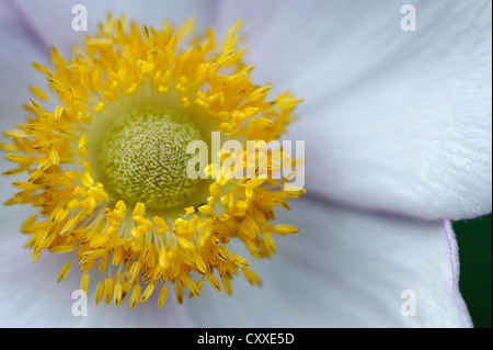 Blume der chinesische oder japanische Anemone (Anemone Hupehensis) Stockfoto