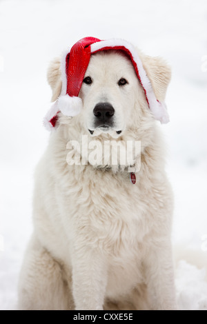 Maremma Sheepdog mit Weihnachten im Schnee, Nord-Tirol, Österreich, Europa Stockfoto