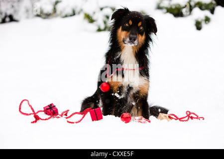 Australian Shepherd sitzen im Schnee mit Weihnachten Ornamente, Nord-Tirol, Österreich, Europa Stockfoto