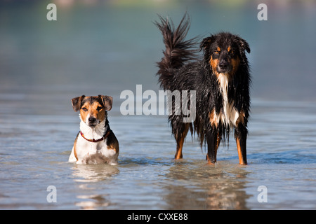 Jack Russell Terrier und Australian Shepherd stehend im Wasser, Nord-Tirol, Österreich, Europa Stockfoto