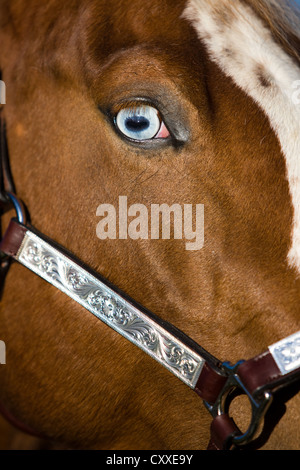 Paint Horse Stute, Sorrel Tobiano gesichtet, Fischauge, tragen eine Show Halfter, Nord-Tirol, Österreich, Europa Stockfoto