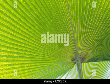 Palmblatt-Baum Stockfoto