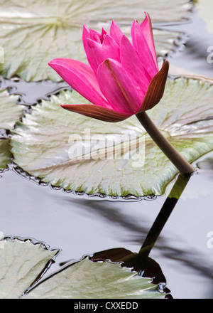 Rosa Seerose Stockfoto
