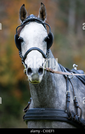 Arabische Stute, dappled Grey, Portrait trägt einen Gurt für einen einspännigen Wagen, Nord-Tirol, Österreich, Europa Stockfoto