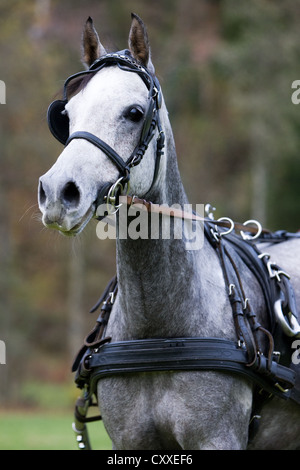 Arabische Stute, dappled Grey, Portrait trägt einen Gurt für einen einspännigen Wagen, Nord-Tirol, Österreich, Europa Stockfoto