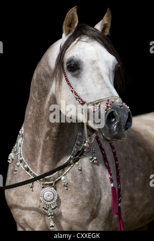 Arabischer Hengst, dappled Grey, Portrait tragen eine Show Halfter und Schmuck, Nord-Tirol, Österreich, Europa Stockfoto