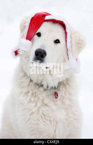 Maremma Sheepdog, Porträt mit Weihnachten im Schnee, Nord-Tirol, Österreich, Europa Stockfoto