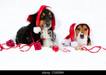 Australian Shepherd und Jack Russell mit Santa Mütze und Weihnachtsschmuck liegen im Schnee, Nord-Tirol, Österreich, Europa Stockfoto