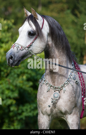 Arabischer Hengst, dappled Grey, Portrait tragen eine Show Halfter und Schmuck, Nord-Tirol, Österreich, Europa Stockfoto