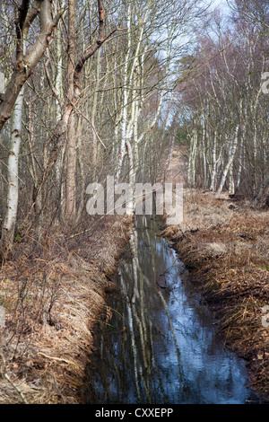 Darßwald in der Nähe von Western Pomerania Nationalpark Boddenlandschaft, Darß, Ahrenshoop, Mecklenburg-Vorpommern Stockfoto