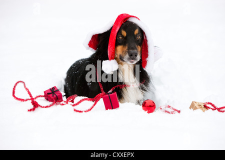 Australian Shepherd mit Santa Mütze und Weihnachtsschmuck liegen im Schnee, Nord-Tirol, Österreich, Europa Stockfoto