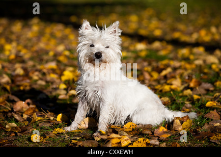 West Highland Terrier sitzen im Herbstlaub, Nord-Tirol, Österreich, Europa Stockfoto