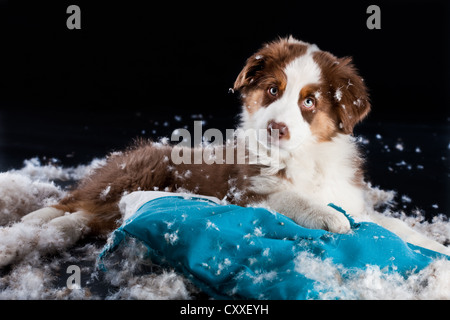 Australian Shepherd Welpe liegend auf einem zerrissenen Kissen und Füllung Stockfoto