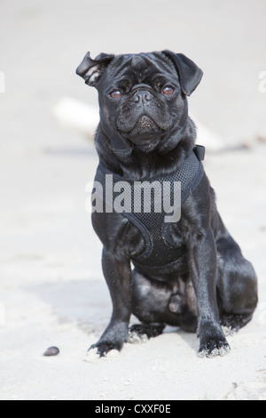 Schwarze Mops sitzend an einem Strand Stockfoto