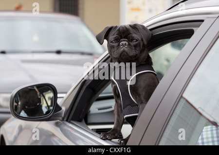 Junge schwarze Mops aus einem Autofenster Stockfoto