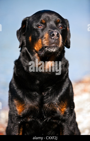 Rottweiler, Porträt, Nord-Tirol, Austria, Europe Stockfoto