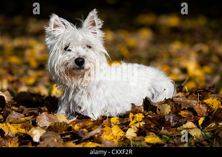 West Highland Terrier liegend im Herbstlaub, Nord-Tirol, Österreich, Europa Stockfoto
