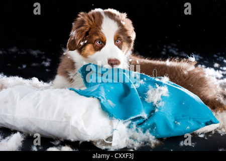 Australian Shepherd Welpen eine Kissen beißen und reißen sich die Füllung Stockfoto