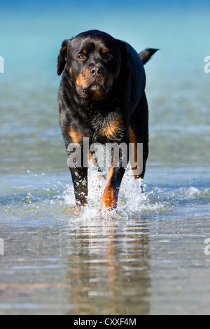 Rottweiler zu Fuß in das Wasser, Nord-Tirol, Österreich, Europa Stockfoto