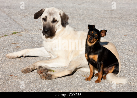 Zwergpinscher sitzt auf einem Kangal Hund Schweif, nördlichen Tirol, Österreich, Europa Stockfoto