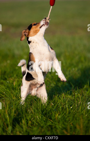 Jack Russell Terrier zerrte an Seil, nördlichen Tirol, Österreich, Europa Stockfoto