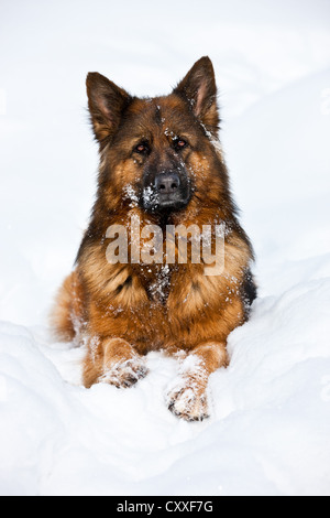 Deutscher Schäferhund sitzt im Schnee, nördlichen Tirol, Österreich, Europa Stockfoto