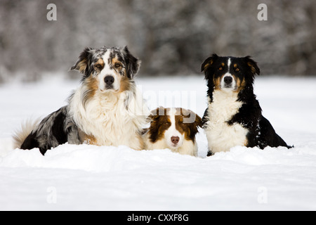 Australian Shepherds liegen im Schnee, nördlichen Tirol, Österreich, Europa Stockfoto