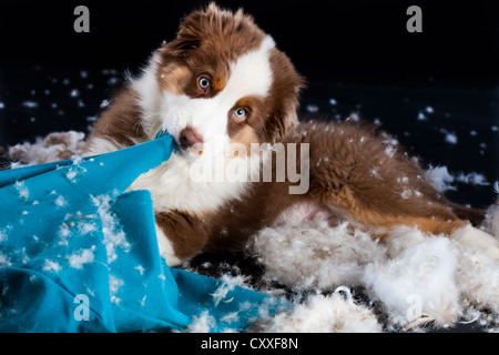 Australian Shepherd Welpen eine Kissen beißen und reißen sich die Füllung Stockfoto