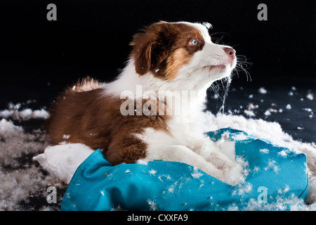 Australian Shepherd Welpen eine Kissen beißen und reißen sich die Füllung Stockfoto