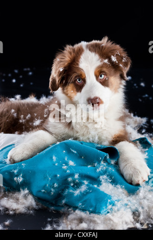 Australian Shepherd Welpe liegend auf einem zerrissenen Kissen und Füllung Stockfoto