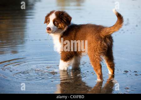 Australian Shepherd Welpen stehen im Wasser, Nord-Tirol, Österreich, Europa Stockfoto