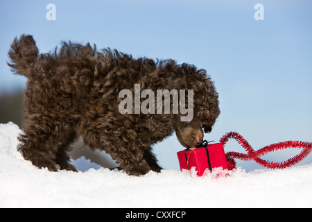 Toy Pudel Welpen das Spiel mit einem Weihnachtsgeschenk im Schnee, Nord-Tirol, Österreich, Europa Stockfoto