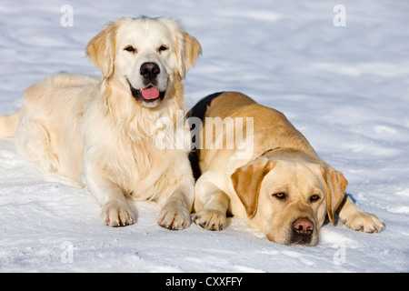 Golden Retriever und ein Labrador liegend im Schnee, Nord-Tirol, Österreich, Europa Stockfoto