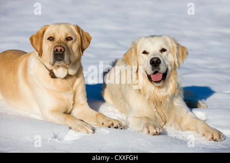 Golden Retriever und ein Labrador liegend im Schnee, Nord-Tirol, Österreich, Europa Stockfoto