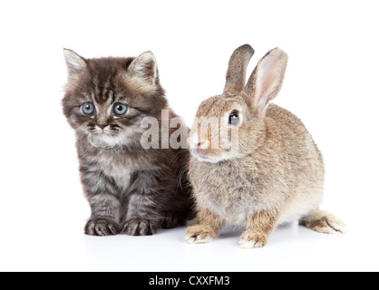 Katze und Kaninchen isoliert auf weißem Hintergrund Stockfoto