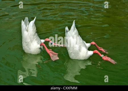 Zwei weiße Enten mit Kopf unter Wasser, synchronisiert schwimmen Stockfoto