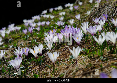 Wiese mit Krokusse auf Breitenstein, in der Nähe von Fischbachau Leitzachtal Bergtal, Bayern, Oberbayern Stockfoto