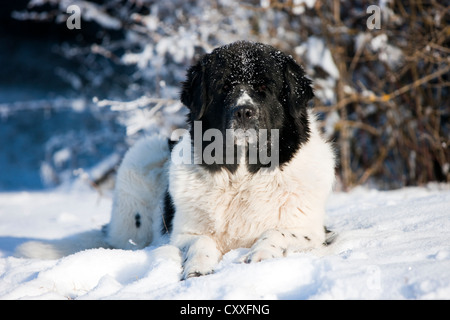 Neufundländer liegen im Schnee, Nord-Tirol, Österreich, Europa Stockfoto