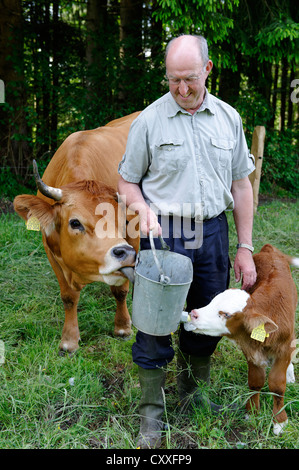 Landwirt Fütterung ein neugeborenes Kalb auf einer Wiese, Bayern, Oberbayern Stockfoto