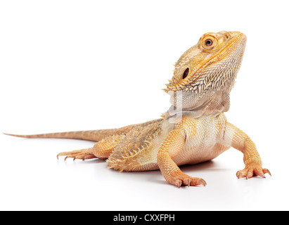 Bartagame (Pogona Vitticeps) isoliert auf weißem Hintergrund Stockfoto