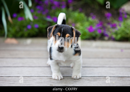 Jack Russell Terrier, Welpe, stehend auf Holzboden, Norden, Tirol, Österreich, Europa, nicht exklusive Nutzung: Kalender, weltweit Stockfoto