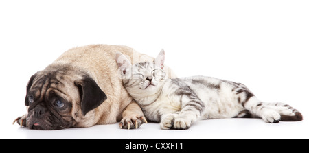 ein Nickerchen lehnt sich an den Hund Katze Stockfoto