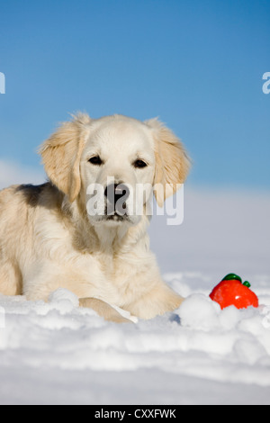 Golden Retriever, junger Hund liegen im Schnee mit einem Ball, nördlichen Tirol, Österreich, Europa Stockfoto