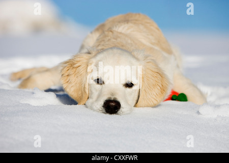 Golden Retriever, junger Hund liegen im Schnee, nördlichen Tirol, Österreich, Europa Stockfoto