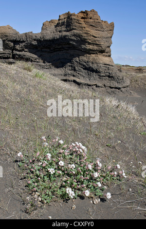 Rock Meer Campion (Silene Uniflora Roth) und Sandstein-Formationen, Joekulsárgljúfur Nationalpark, Island, Europa Stockfoto