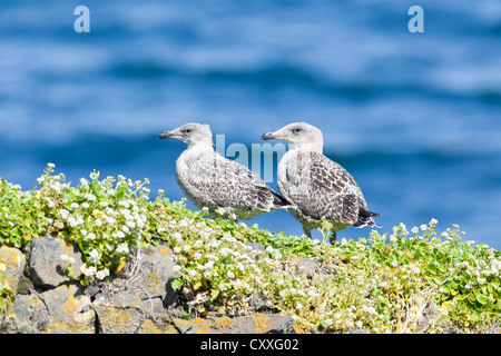 Junge große schwarz-unterstützte Möve (Larus Marinus), Wandern Sie in Fuglabjagarnes, Nordostküste, Vopnafjoerður, Island, Europa Stockfoto