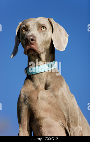 Weimaraner, Porträt, Nord-Tirol, Austria, Europe Stockfoto