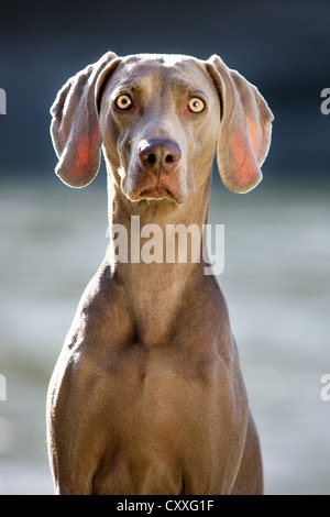 Weimaraner, Porträt, Nord-Tirol, Austria, Europe Stockfoto