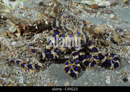 Blau geringelten Oktopus. Stockfoto